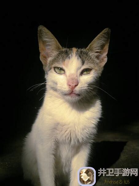 猫之城异常封锁大揭秘:古代魔方BOSS技能与机制在哪一招秒懂?