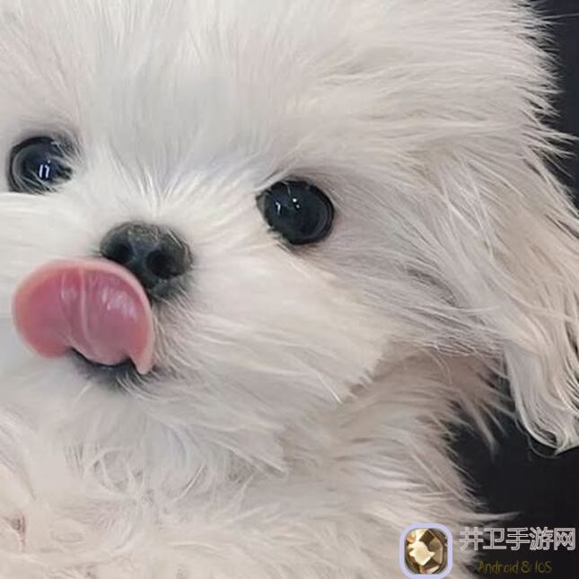 狗狗呼叫喵星喵星预告缤纷圣诞，好礼不断！全新版本攻略大全曝光，速来搬砖升级啦~文末福利大放送！